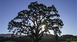 Campovida Tree